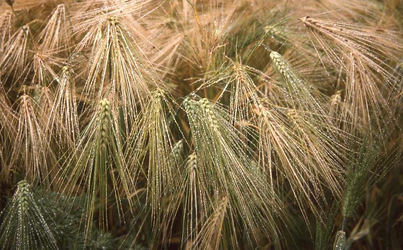 RWT 0172 183-03 Nepal Dew Barley.jpg